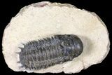 Bargain, Crotalocephalina Trilobite - Foum Zguid, Morocco #119879-2